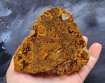 Rare Agate Pair, Lapidary Rough, Collectible Agates