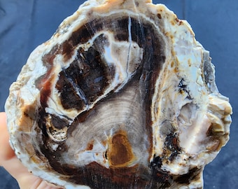 Unpolished Petrified Wood Log, Fossil Rock Decor