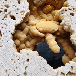 Pleistocene Fossils, Crab Fossil, Rare Fossils, Expensive Fossil, Fossil Crab, Fossilized Crab, Fossils in Stone, Fossils in Matrix, 化石, 화석