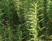 Culinary Rosemary, Fresh Rosemary Sprigs, Herbs for Cooking Supply, Home Grown Herbs, Wiccan Supply, Potpourri Supplies, floral arrangements