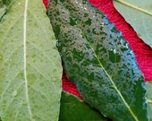 Bay Leaves, Fresh Picked Bay Leaf, Cooking Supply, Home Grown Herbs, Wiccan Supply, Natural Cockroach Repellent, Potpourri Supplies, floral