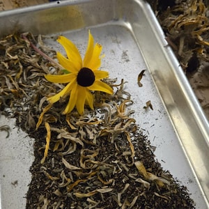Black Eyed Susan 100s of SEEDS 5 gram Bulk black-eyes susan seeds Organic flower seeds free shipping