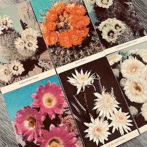 6 cartes postales vintage cactus en fleurs, cactus Texas
