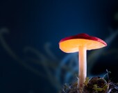 Enchanted Forest Mushroom Light Photography, Fairy Lights Glow, Red & Blue