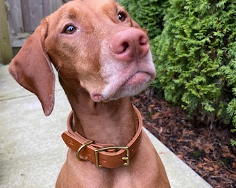May include: A brown and white Vizsla dog wearing a brown leather collar with a gold buckle. The dog is looking upwards with a curious expression.