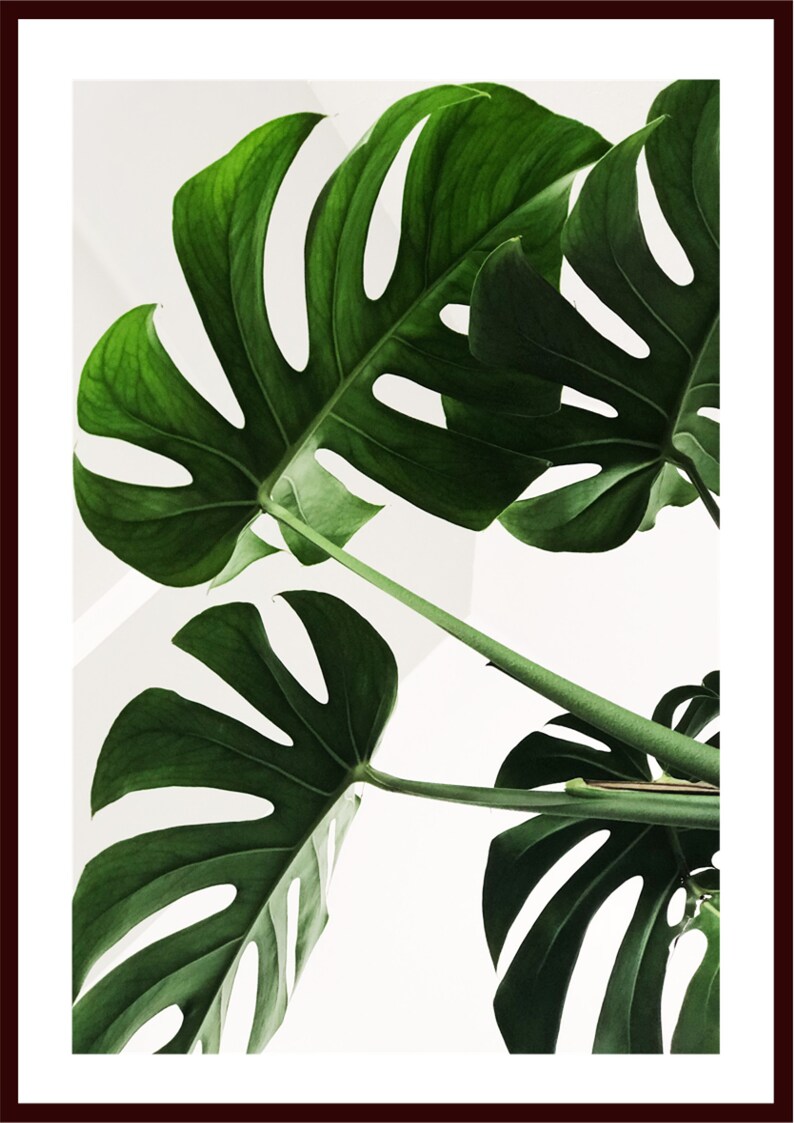 Swiss Cheese Plant Leaf UK Monstera Leaves Print UK Wall
