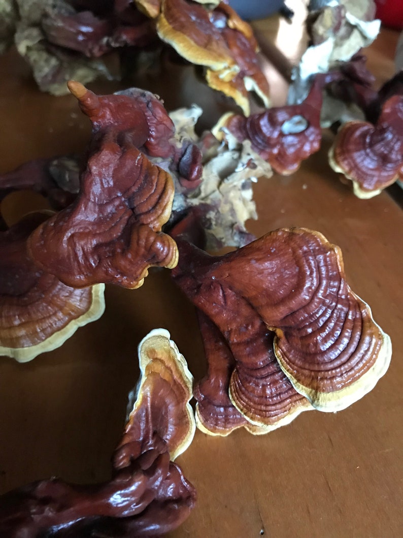 Dried Red Reishi Mushroom Etsy