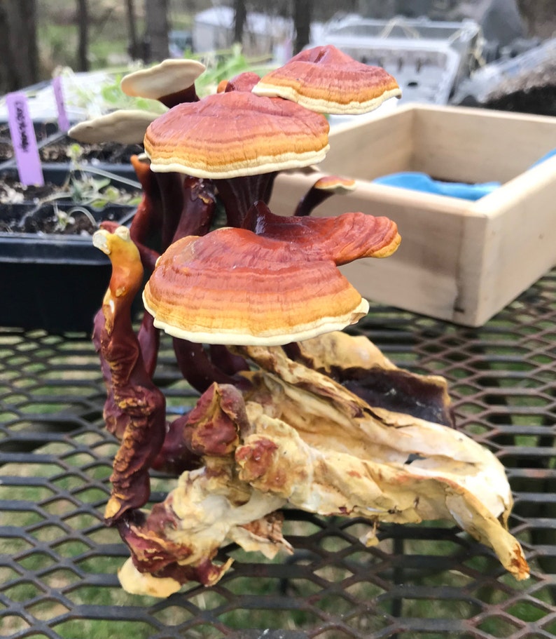 Dried Red Reishi Mushroom Etsy