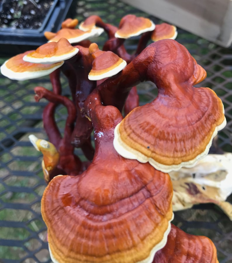 Dried Red Reishi Mushroom Etsy