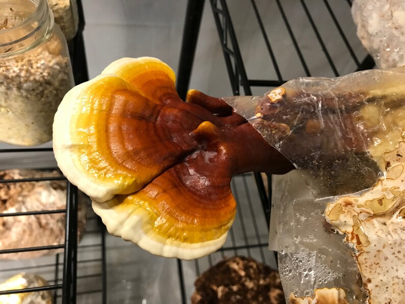 Dried Red Reishi Mushroom Etsy