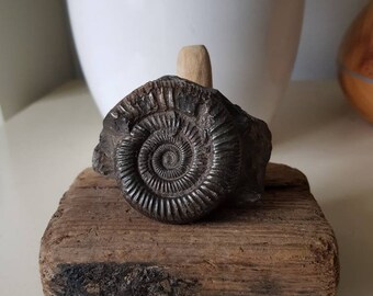 Paleontologist christmas