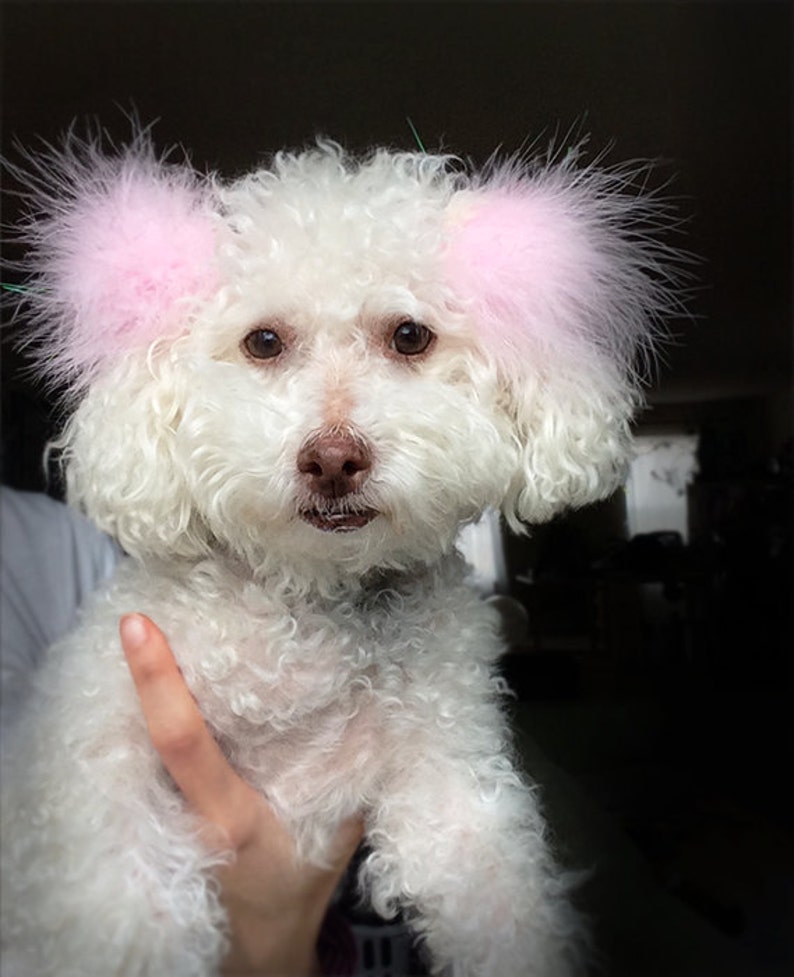 Dog Feather Accessories Dog Feather Pom Pom Hair Bows Set Etsy