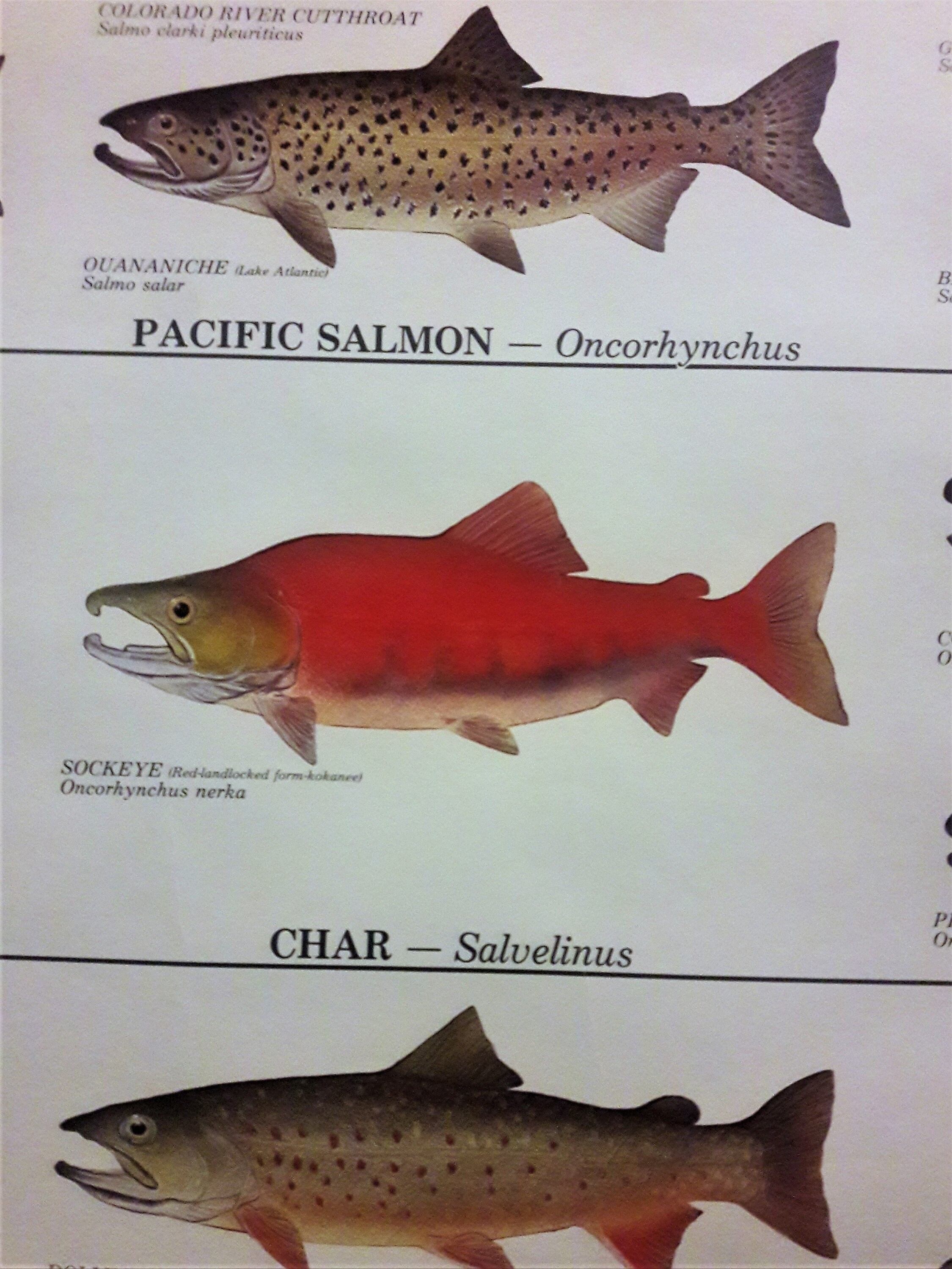 Trout Salmon and Char of North America Print Illustrated by Etsy