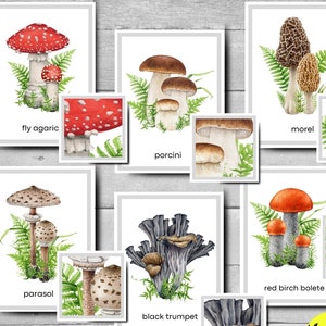 Attività di abbinamento dei funghi, schede didattiche sui funghi, unità di studio autunnale, materiale stampabile Montessori, muro delle parole sui funghi, schede sui funghi autunnali