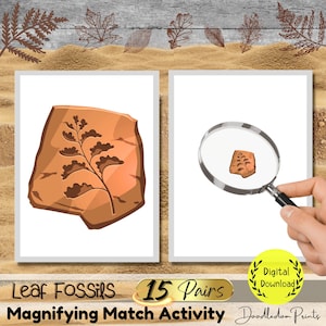 Fósseis de folhas ampliando atividade de jogo, material para impressão Montessori, cartões flash fósseis de plantas pré-escolares para crianças, lição de plantas pré-históricas