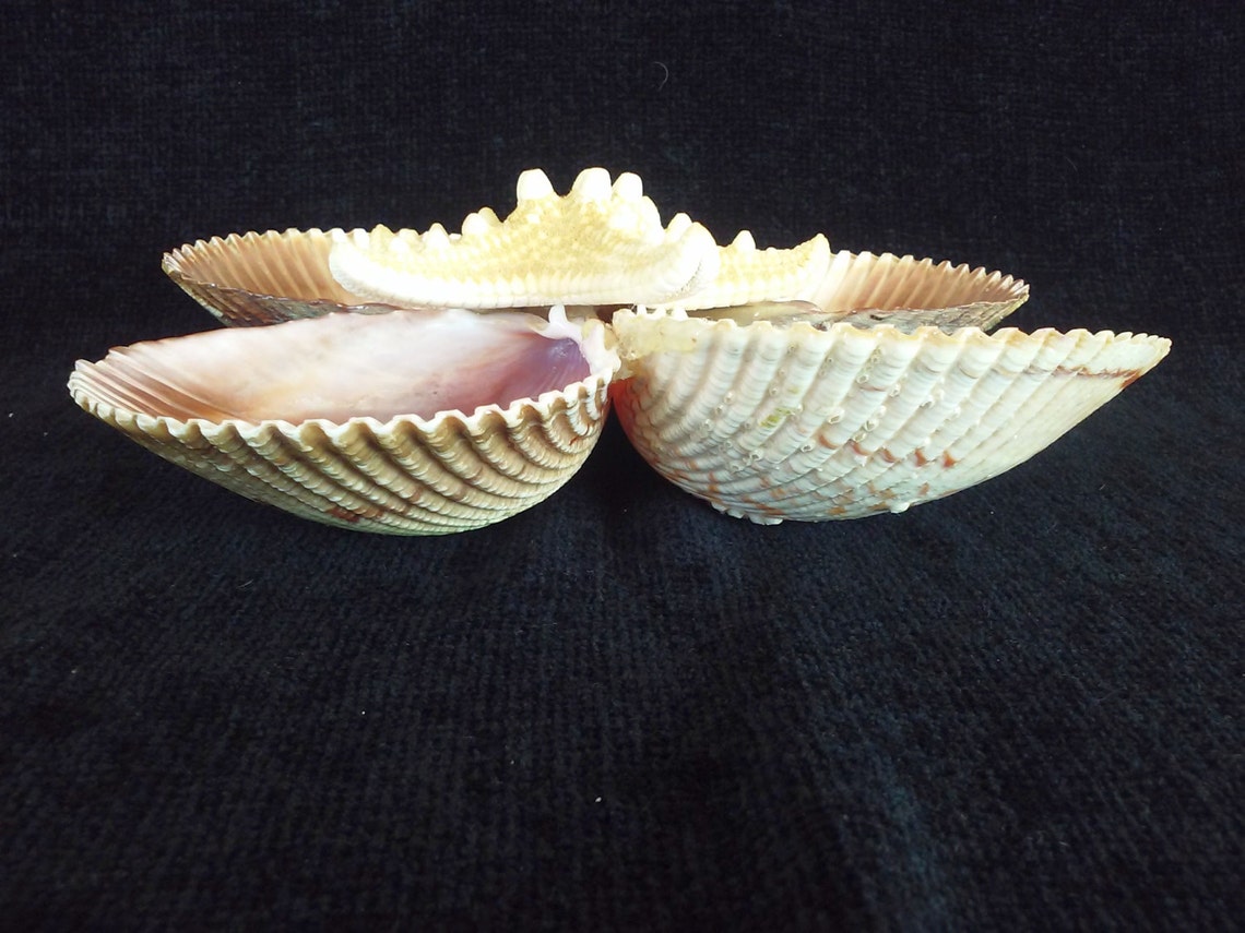 Buy 1 Get 2nd 30% Off . Genuine Seashell Serving Dish decorate | Etsy