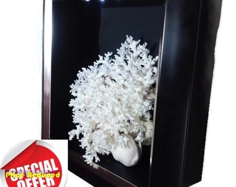 Black Coral Display - Etsy