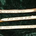 Elvish Twig Pencils. Elvish Writing. Woodland Realm Writing Implements ...