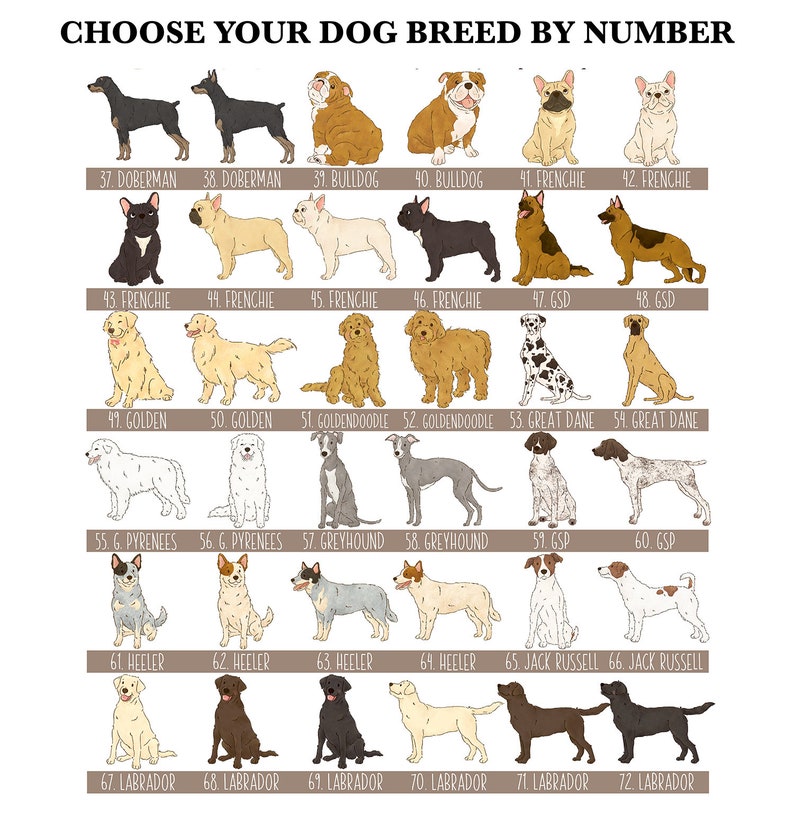May include: A chart featuring illustrations of various dog breeds, each labeled with a number and breed name. Breeds include Doberman, Bulldog, Frenchie, Golden, Great Dane, and Labrador. The text at the top reads "CHOOSE YOUR DOG BREED BY NUMBER."