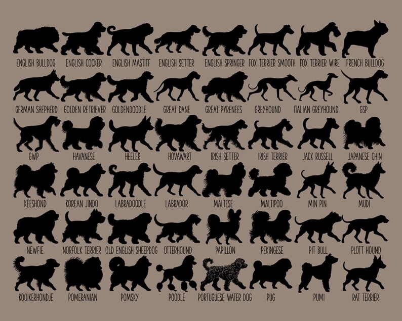 May include: A chart of 40 different dog breeds, each represented by a black silhouette. The breeds are listed below each silhouette, including English Bulldog, Golden Retriever, Great Dane, Jack Russell, Labrador, Poodle, and more.