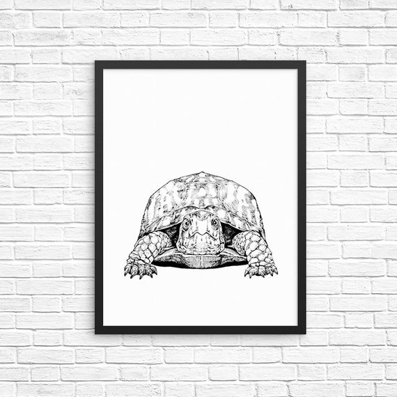 Eastern Box Turtle Wall Art Animal Print Land Turtle Decor Etsy