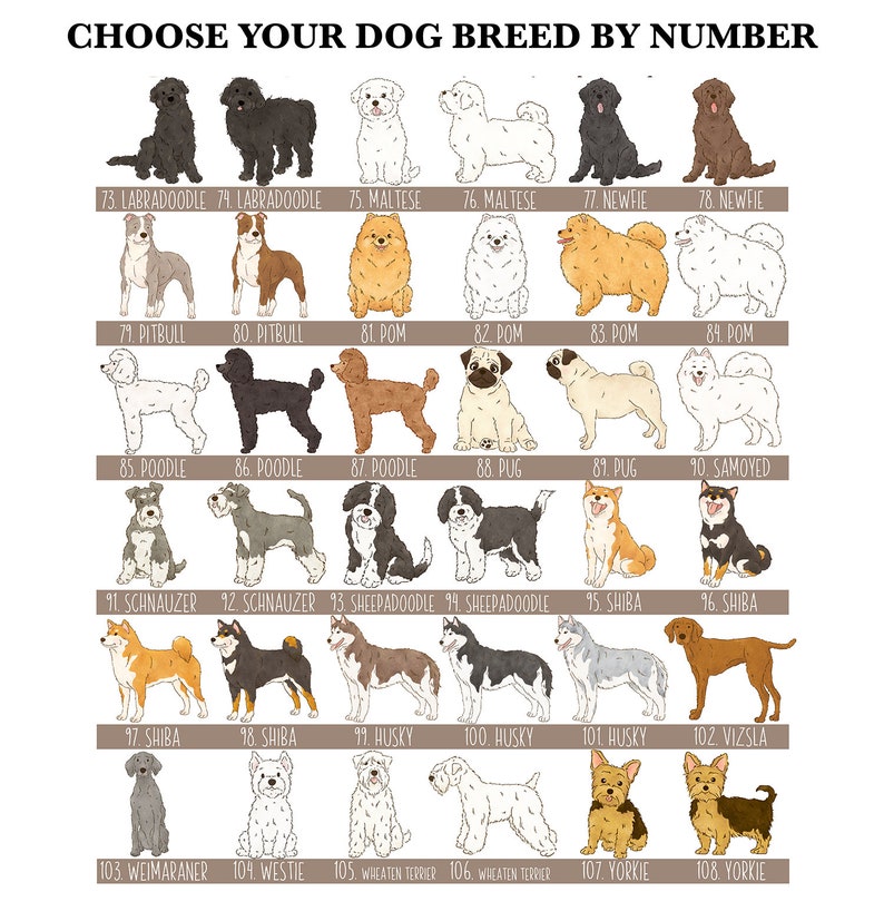 May include: A chart with illustrations of various dog breeds, each labeled with a number and breed name. Breeds include Labradoodle, Maltese, Newfie, Pitbull, Pomeranian, Poodle, Pug, Samoyed, Schnauzer, Sheepadoodle, Shiba, Husky, Weimaraner, Westie, Wheaten Terrier, and Yorkie.