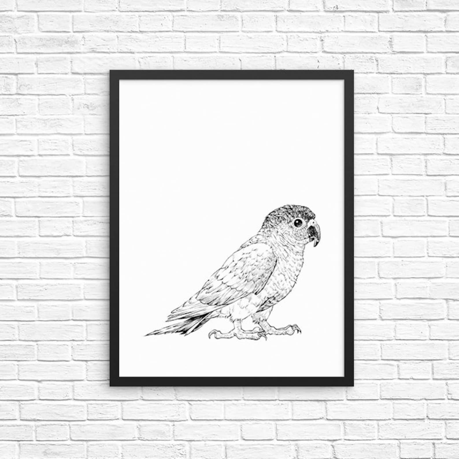 Green Cheek Conure Wall Art Parrot Portrait Print Bird Etsy
