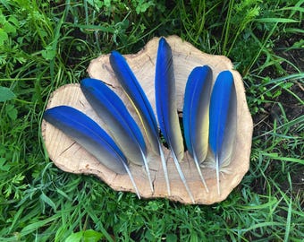 6 BLUE and GOLD MACAW feathers