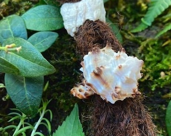 Sea elements- dread bead shells