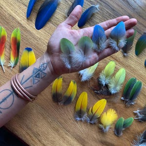 May include: A collection of vibrant bird feathers in various colours including bright blue, sunny yellow, and soft green. The feathers are scattered across a wooden surface, with several small, downy-tipped plumes resting in an open palm.