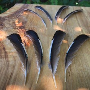 May include: A collection of black and white feathers with a touch of blue, arranged on a light brown wooden surface. The feathers are of varying sizes and shapes, with some curved and others more elongated.