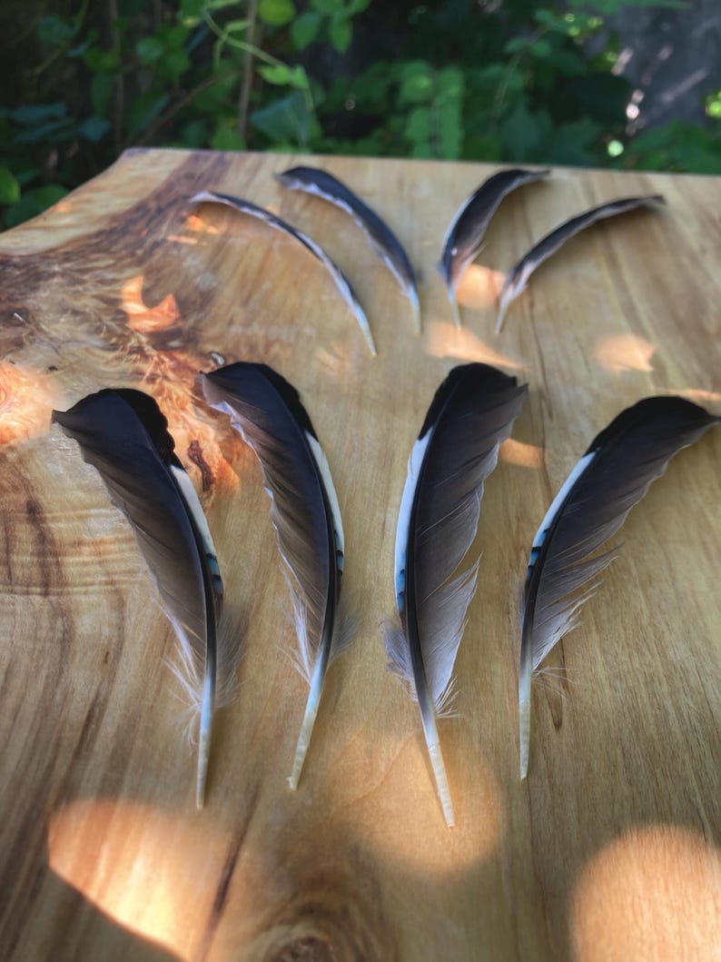 May include: A collection of black and white feathers with a touch of blue, arranged on a light brown wooden surface. The feathers are of varying sizes and shapes, with some curved and others more elongated.