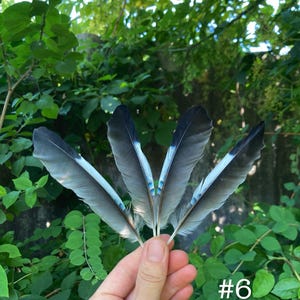 May include: A hand holding five gray and blue feathers against a backdrop of green foliage. The feathers have a dark gray tip and a light blue stripe. The number "#6" is visible in the lower right corner.