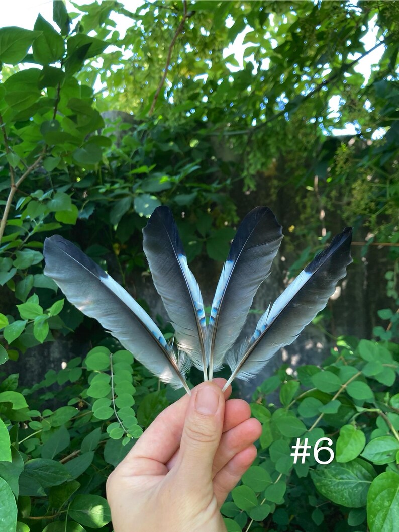 May include: A hand holding five gray and blue feathers against a backdrop of green foliage. The feathers have a dark gray tip and a light blue stripe. The number "#6" is visible in the lower right corner.