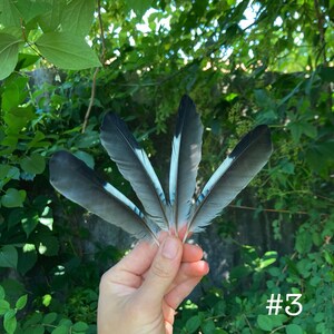May include: A hand holding five gray and white feathers with light blue accents. The feathers are fanned out against a backdrop of green foliage. The number "#3" is visible in the lower right corner.