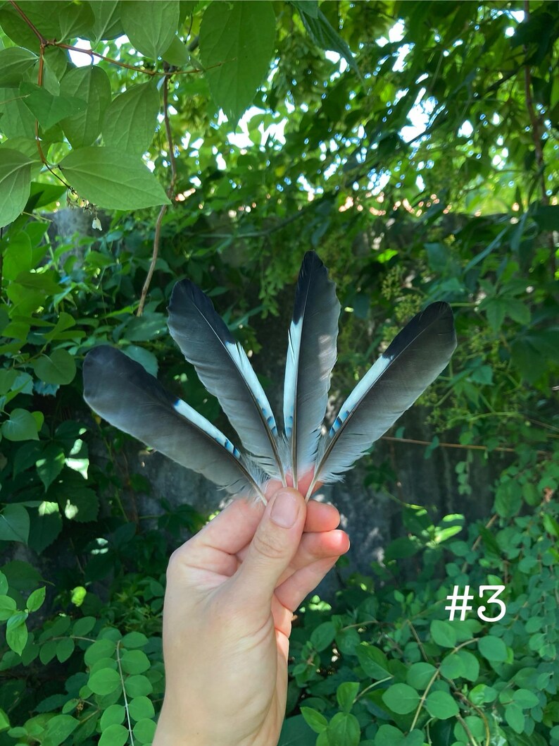 May include: A hand holding five gray and white feathers with light blue accents. The feathers are fanned out against a backdrop of green foliage. The number "#3" is visible in the lower right corner.
