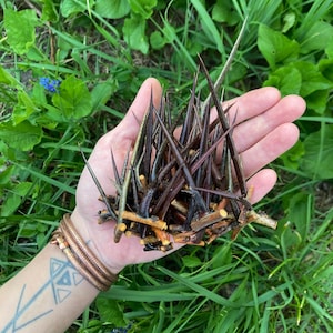 Acacia thorns- 3”/4” inch set of 50- honey Locust- pointy sticks- natural thorns- protection- spells- craft supplies- home decoration