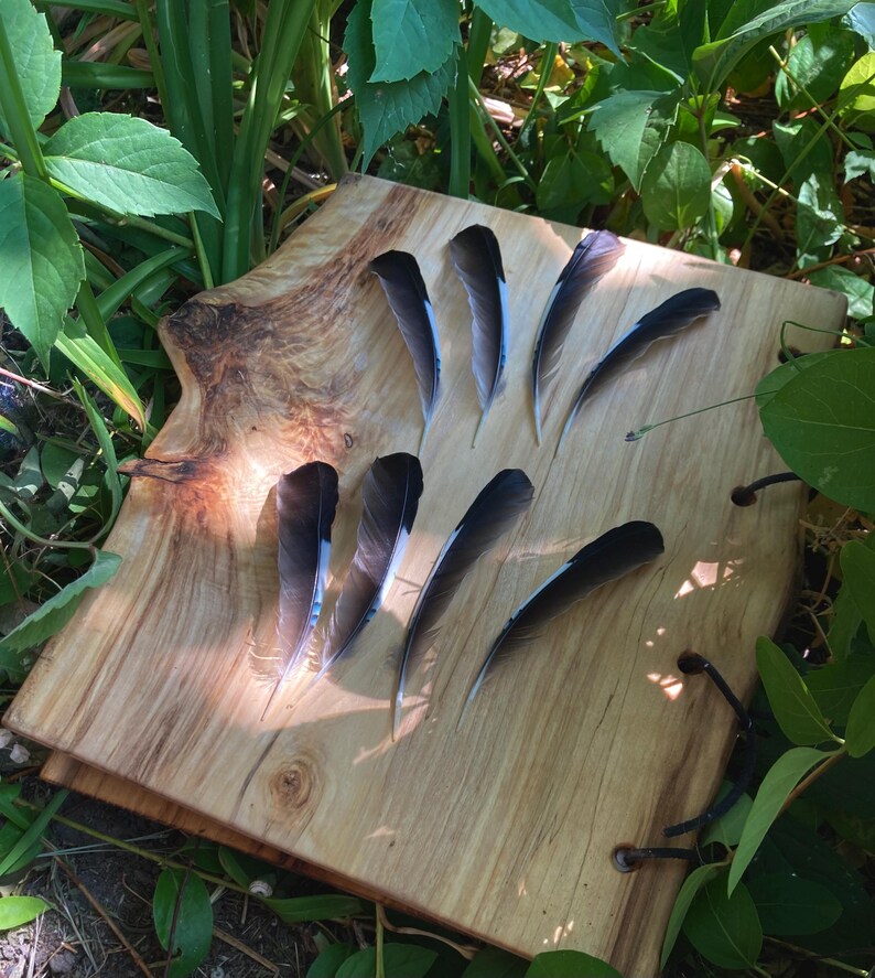 May include: A wooden, light-brown, handmade book with dark feathers arranged on top. The feathers are black and gray, with a slight curve. The book has a natural, organic shape and is surrounded by green foliage.