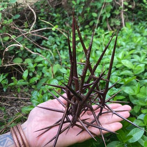 Acacia thorns- 5.5”/6” inch set of 9- honey Locust- pointy sticks- natural thorns- protection- spells- craft supplies- home decoration