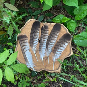 Natural Hawk feathers- set of 5- striped feathers- large- craft supply- shamanic tools- home decor
