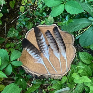 Natural Hawk feathers- set of 4-  striped feathers- wing feathers-large- craft supply- shamanic tools- home decor