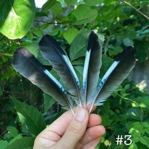 May include: Four feathers with black and gray tips, white and light blue accents, and a natural, textured appearance. The feathers are held against a backdrop of green leaves. The number "#3" is visible in the lower right corner.
