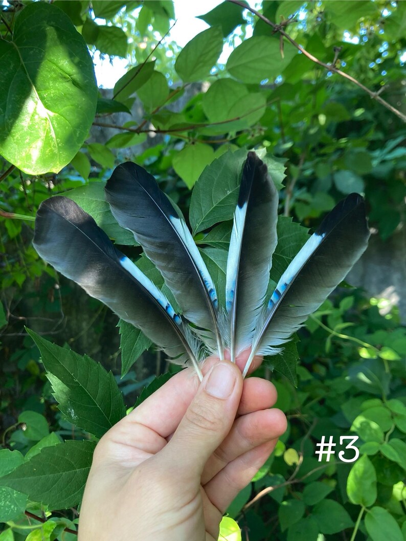 May include: Four feathers with black and gray tips, white and light blue accents, and a natural, textured appearance. The feathers are held against a backdrop of green leaves. The number "#3" is visible in the lower right corner.