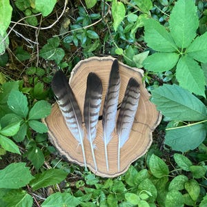 Natural Hawk feathers- set of 4-  striped feathers- wing feathers-large- craft supply- shamanic tools- home decor