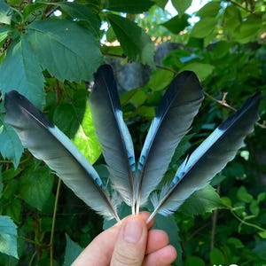 May include: A hand holds five blue and gray feathers with black tips and a vibrant blue stripe. The background is lush green foliage. The number "#6" is visible in the lower right corner.