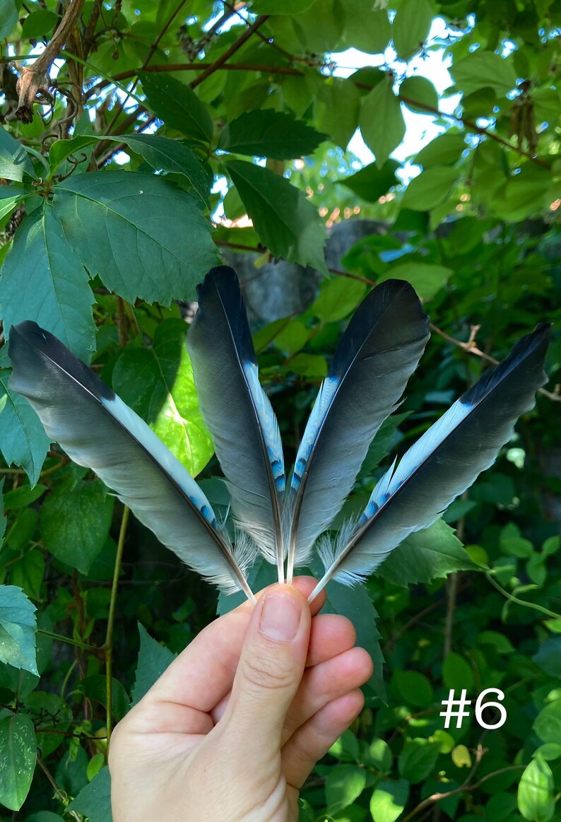 May include: A hand holds five blue and gray feathers with black tips and a vibrant blue stripe. The background is lush green foliage. The number "#6" is visible in the lower right corner.