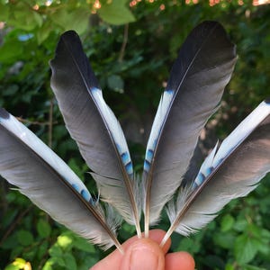 May include: Close-up of five feathers, each with a gray body, black tips, and accents of white and blue. The feathers are held in a hand against a backdrop of green foliage, creating a natural and artistic composition.
