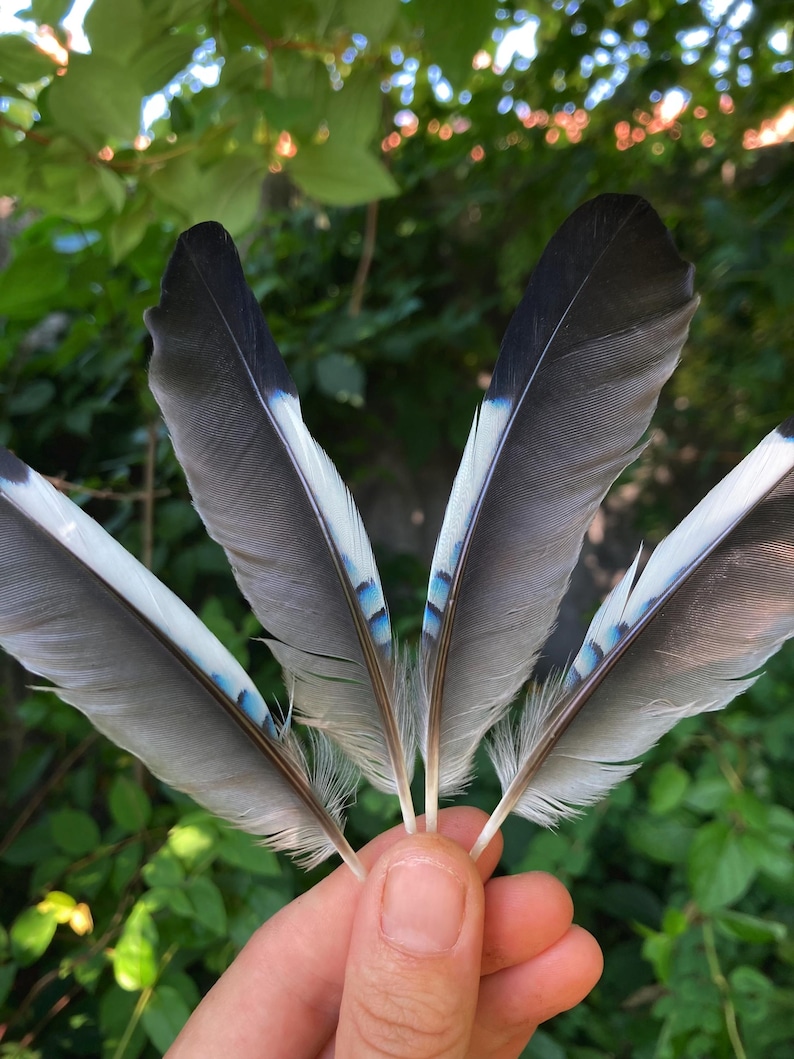 May include: Close-up of five feathers, each with a gray body, black tips, and accents of white and blue. The feathers are held in a hand against a backdrop of green foliage, creating a natural and artistic composition.