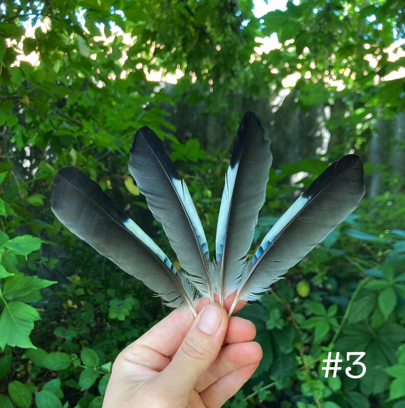 May include: Five feathers held in a hand, each with a dark gray top, light blue center, and a touch of blue. The feathers are displayed against a backdrop of green foliage. The number "#3" is in the bottom right corner.