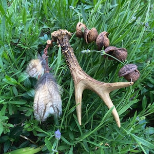 Antler rattle- deer horn- maraca- healing sound- prayer tools- walnut shells